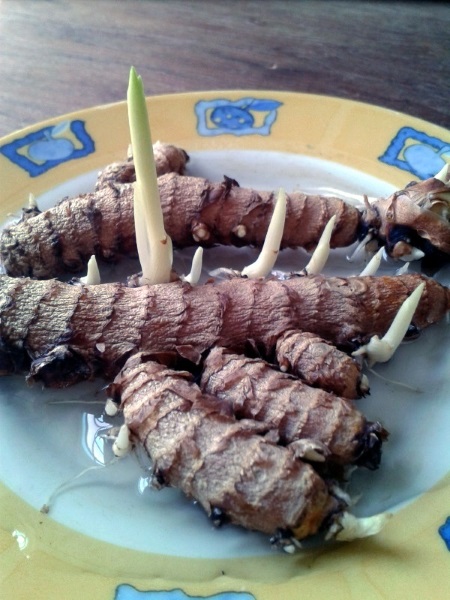 curcuma chez soi