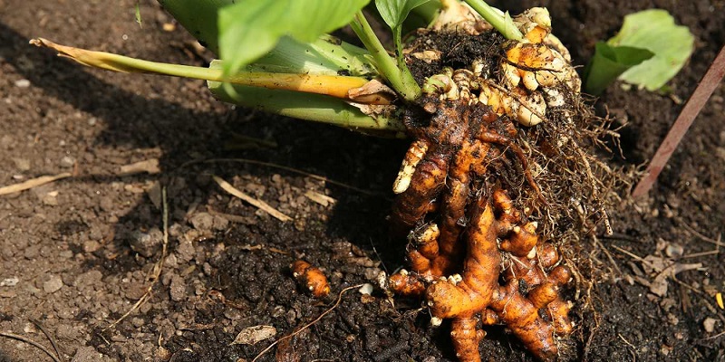 curcuma frais