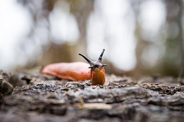 comment se débarrasser des limaces et escargot ; Anti limaces naturel