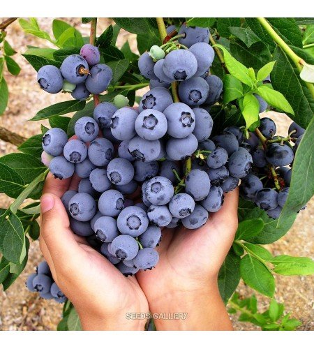 Agrume en pot Fruits de forêt plante vraie de MYRTILLES BLEUETS GÉANTS