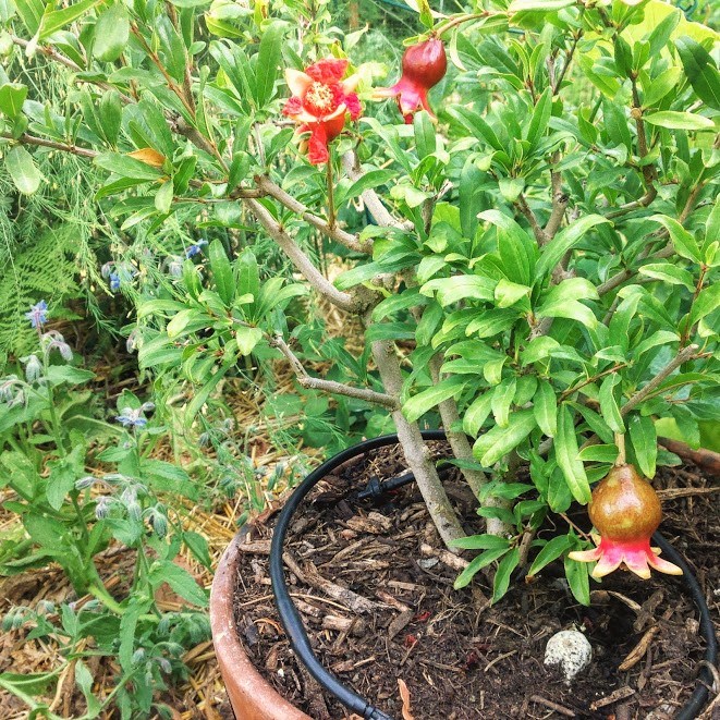 grenadier en pot plant facile